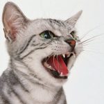 angry-cat