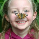 butterfly